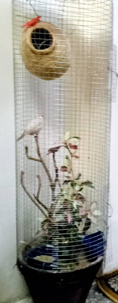 Japenese Modern Bird Cage
