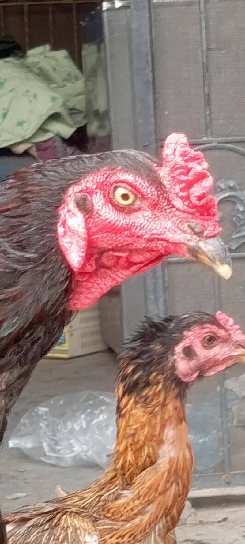 trad Thai chicks 1