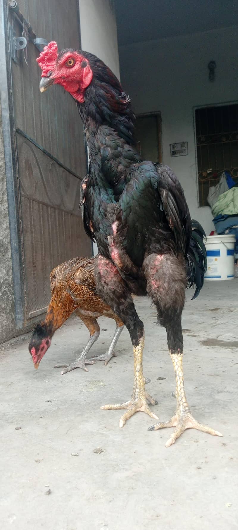 trad Thai chicks 3