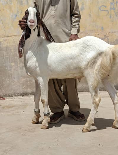 MASHALLAH NAQAB POSH GULABI BAKRA