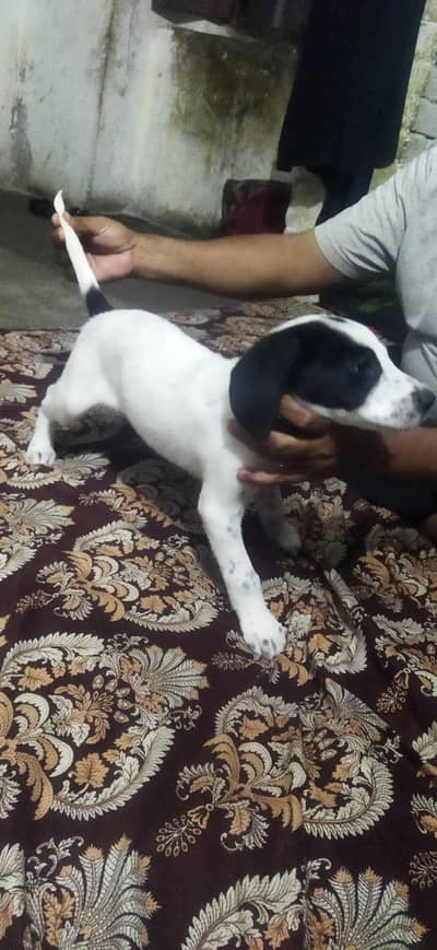 inglish puintar  dog mall he. sell or exchange