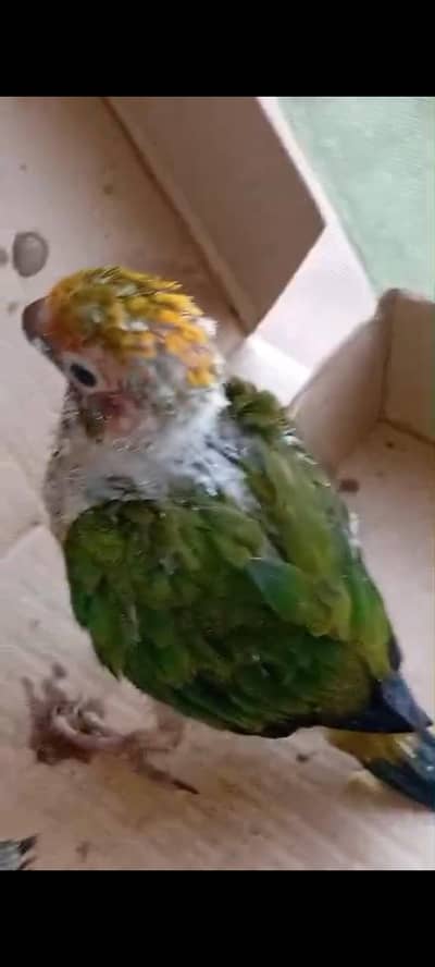 sun conure nd grey chick's