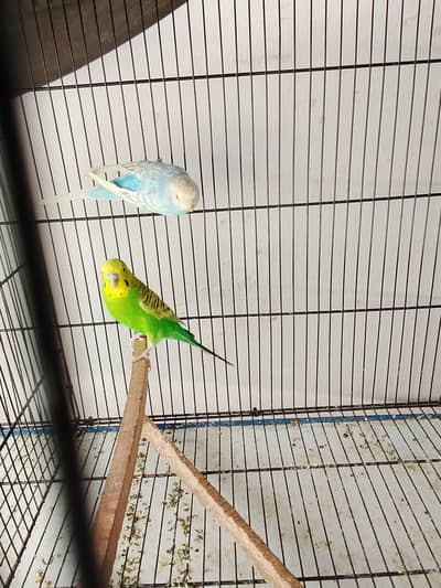 1 underszie breeder pair for sale