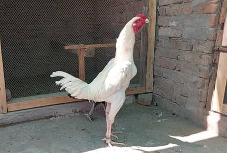 pure Japanese SHAMO