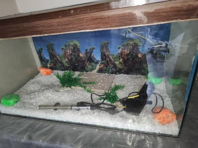 fish aquarium
