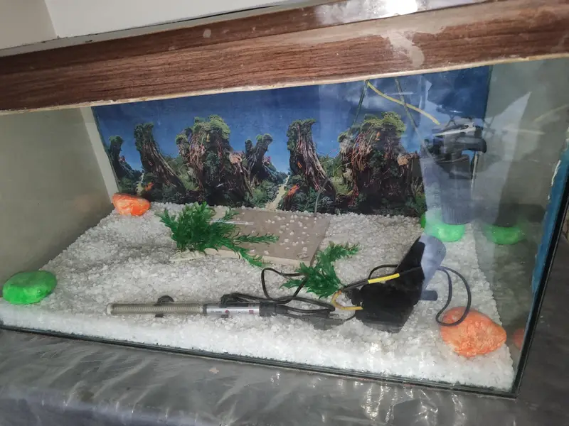 fish aquarium