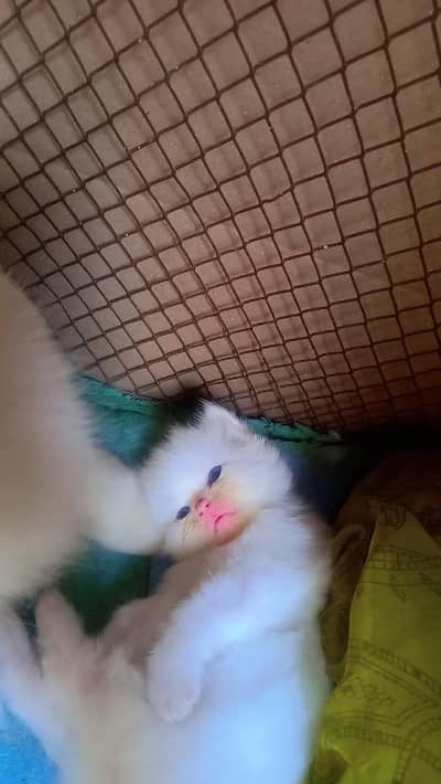 white person kittens