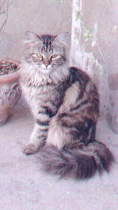 Persian Cat