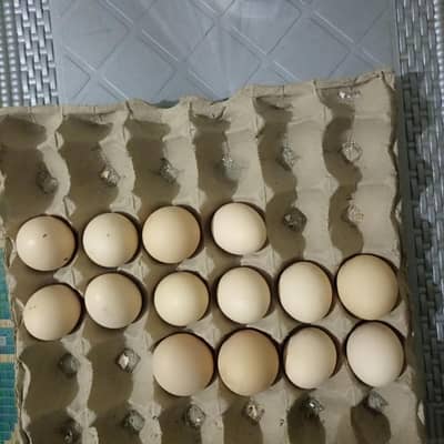 pure dasi eggs