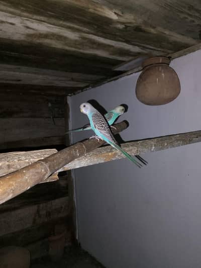 Australian Parrot Male & Pair Available – Healthy Birds