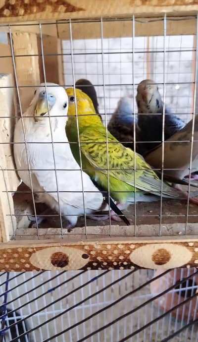 Budgies Breeder Pairs