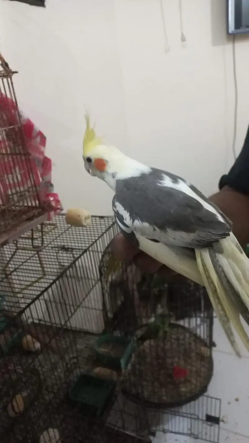 Cockatiel|tame — photo 3