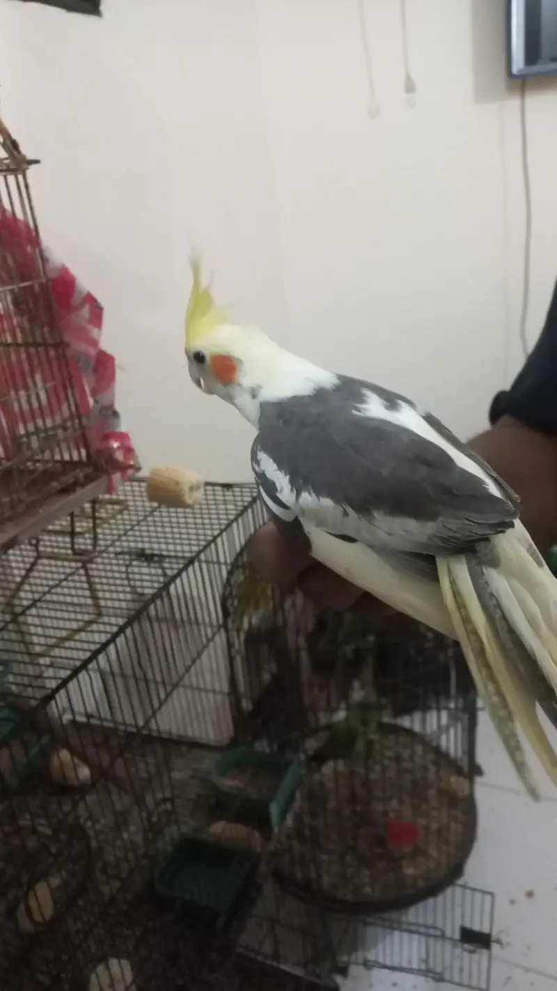 Cockatiel|tame — photo 4