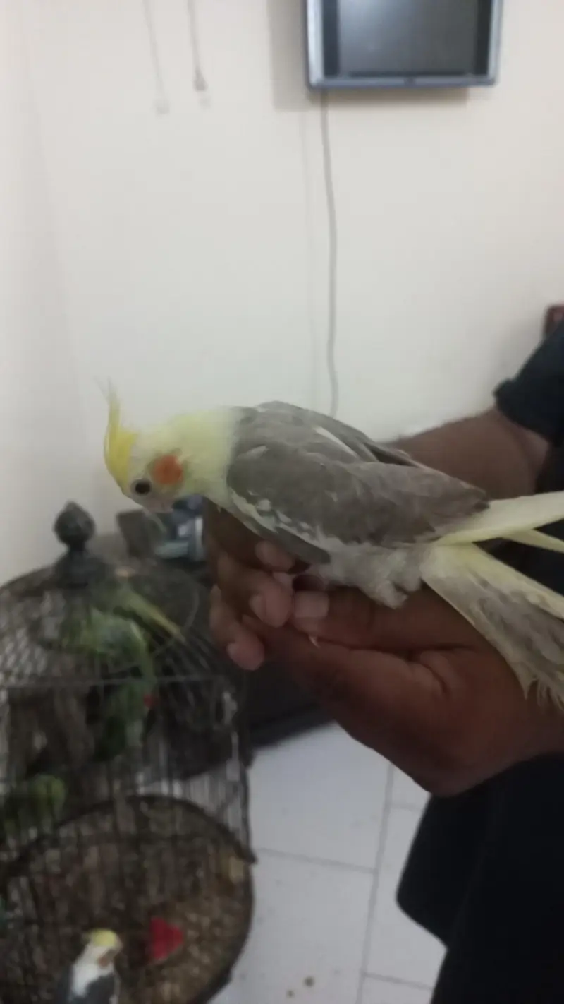 Cockatiel|tame — photo 6