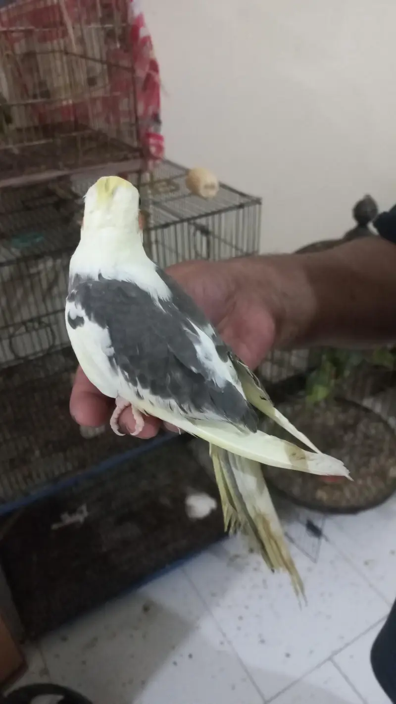 Cockatiel|tame — photo 8