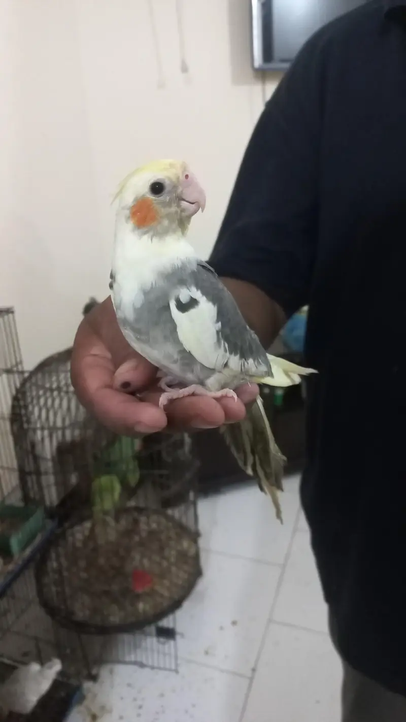 Cockatiel|tame — photo 9