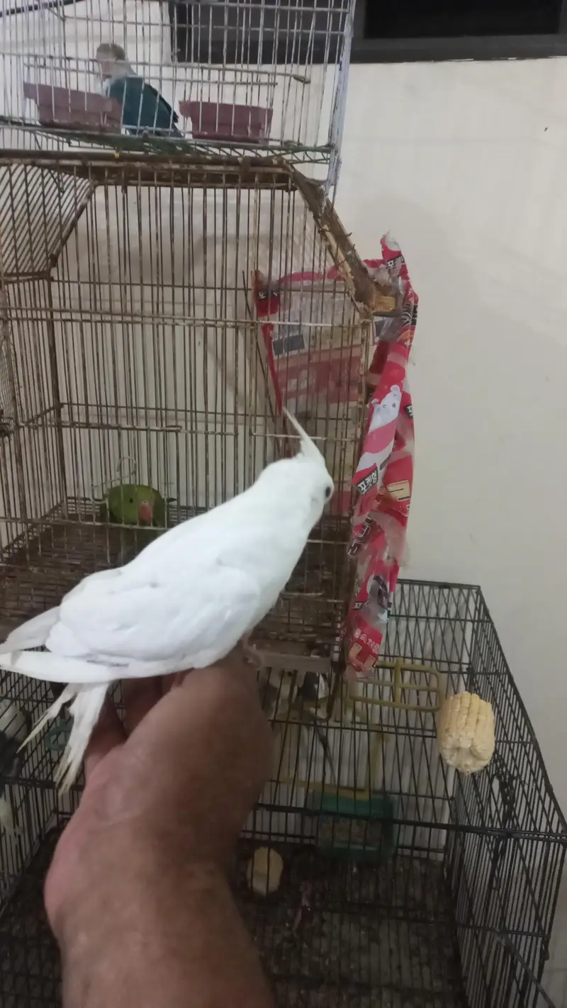 Cockatiel|tame — photo 11