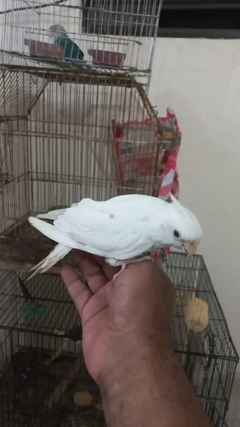 Cockatiel|tame — photo 12