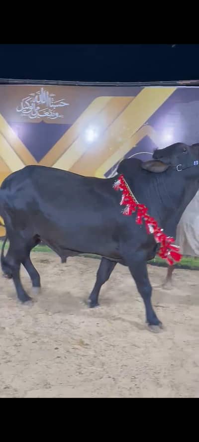 Black sahiwal beauty