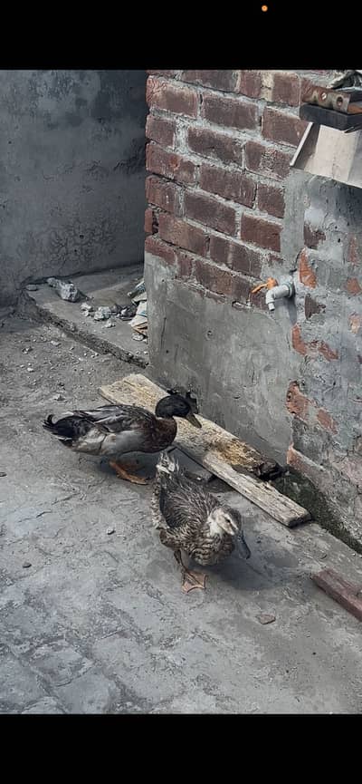 One male one female