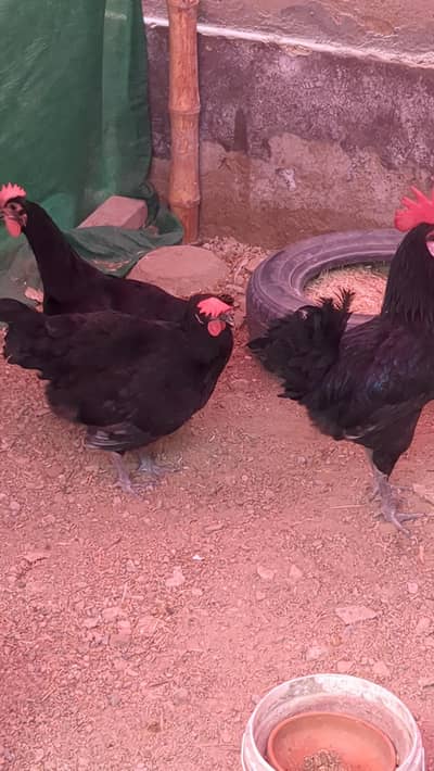 Australorp fertile eggs