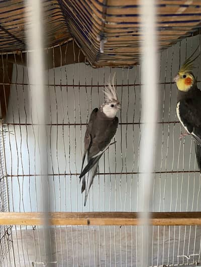 Cockatiel