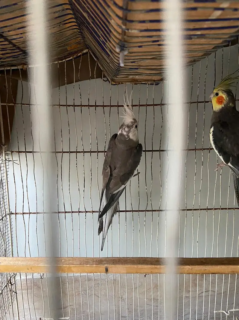 Cockatiel — photo 2