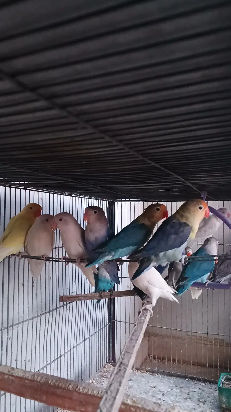 Mix lovebirds/ cocktails / conure / ringneck / hogo — photo 2