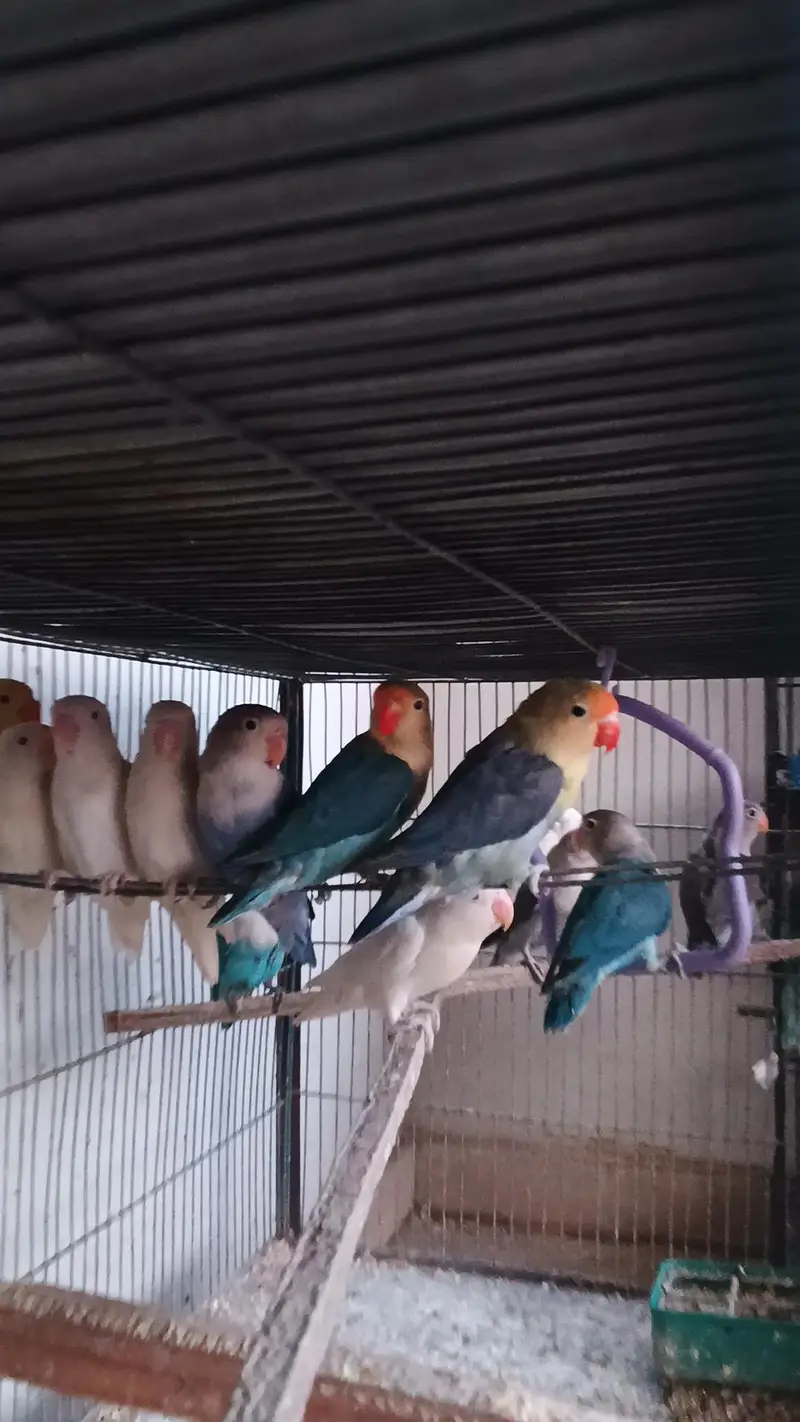 Mix lovebirds/ cocktails / conure / ringneck / hogo — photo 4