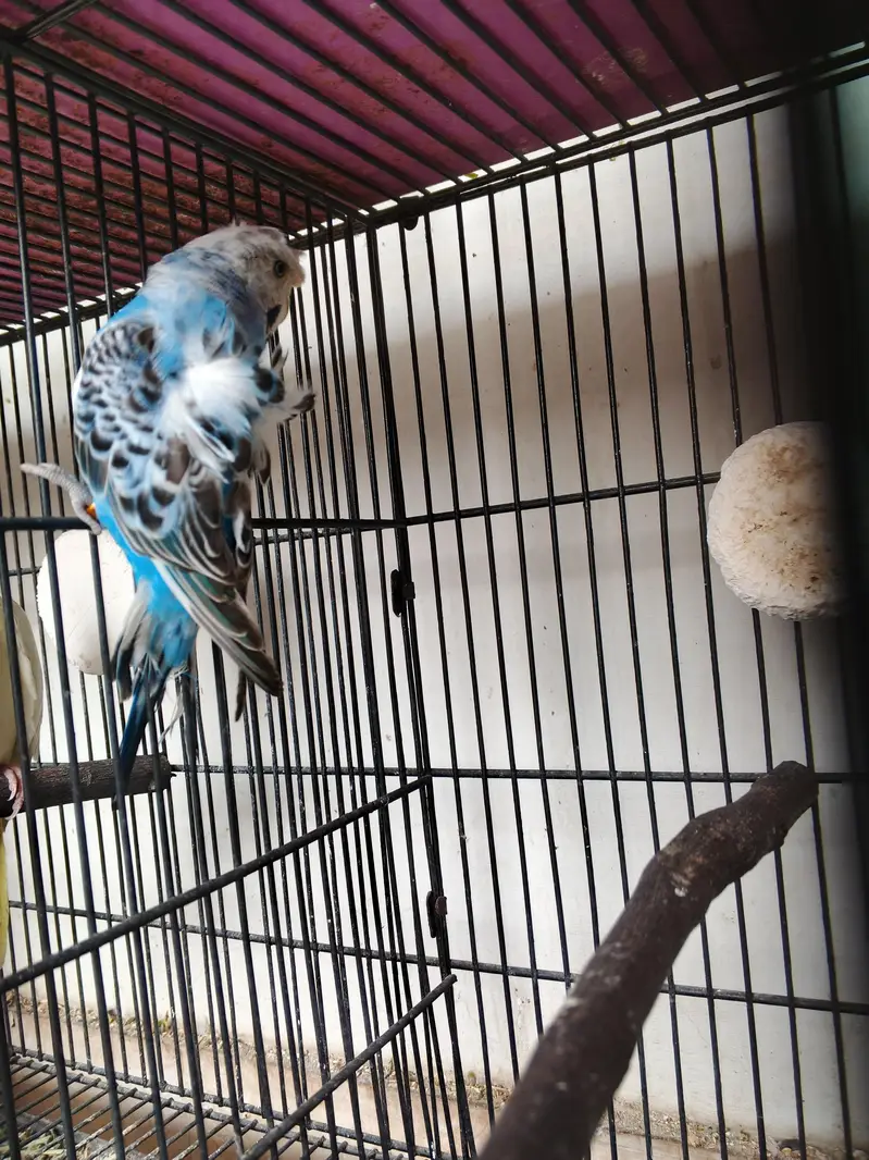 Mix lovebirds/ cocktails / conure / ringneck / hogo — photo 5