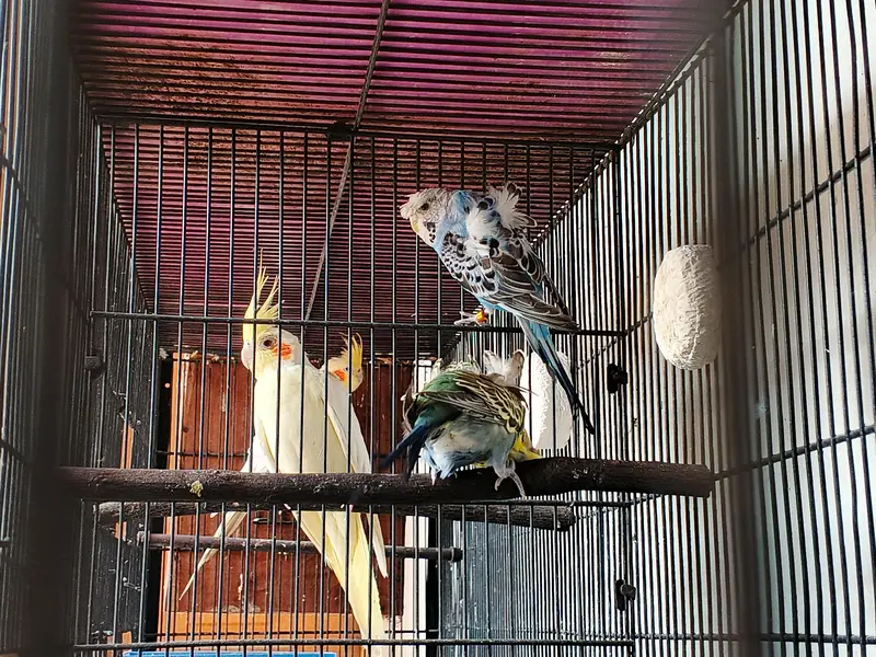 Mix lovebirds/ cocktails / conure / ringneck / hogo — photo 6
