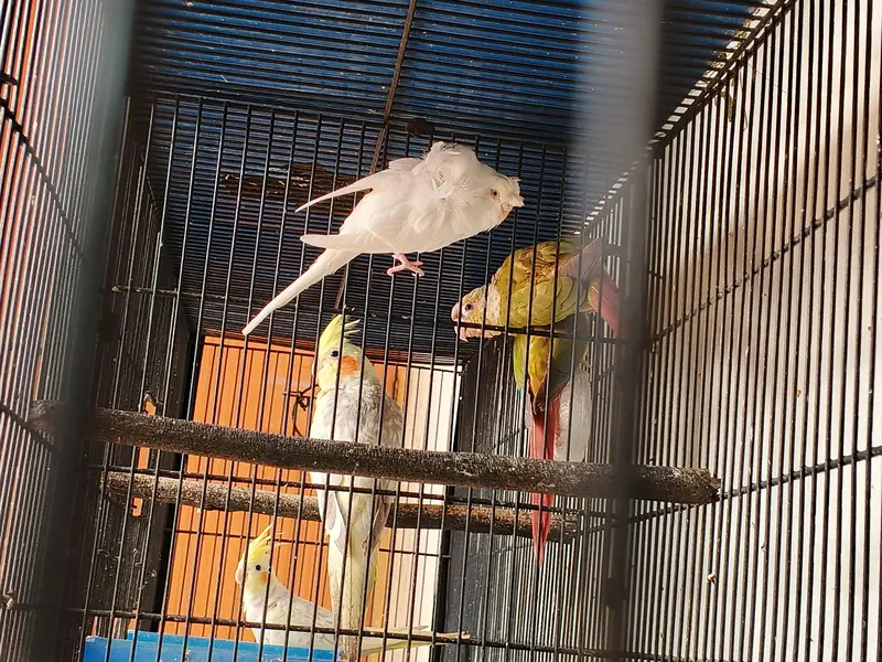 Mix lovebirds/ cocktails / conure / ringneck / hogo — photo 7