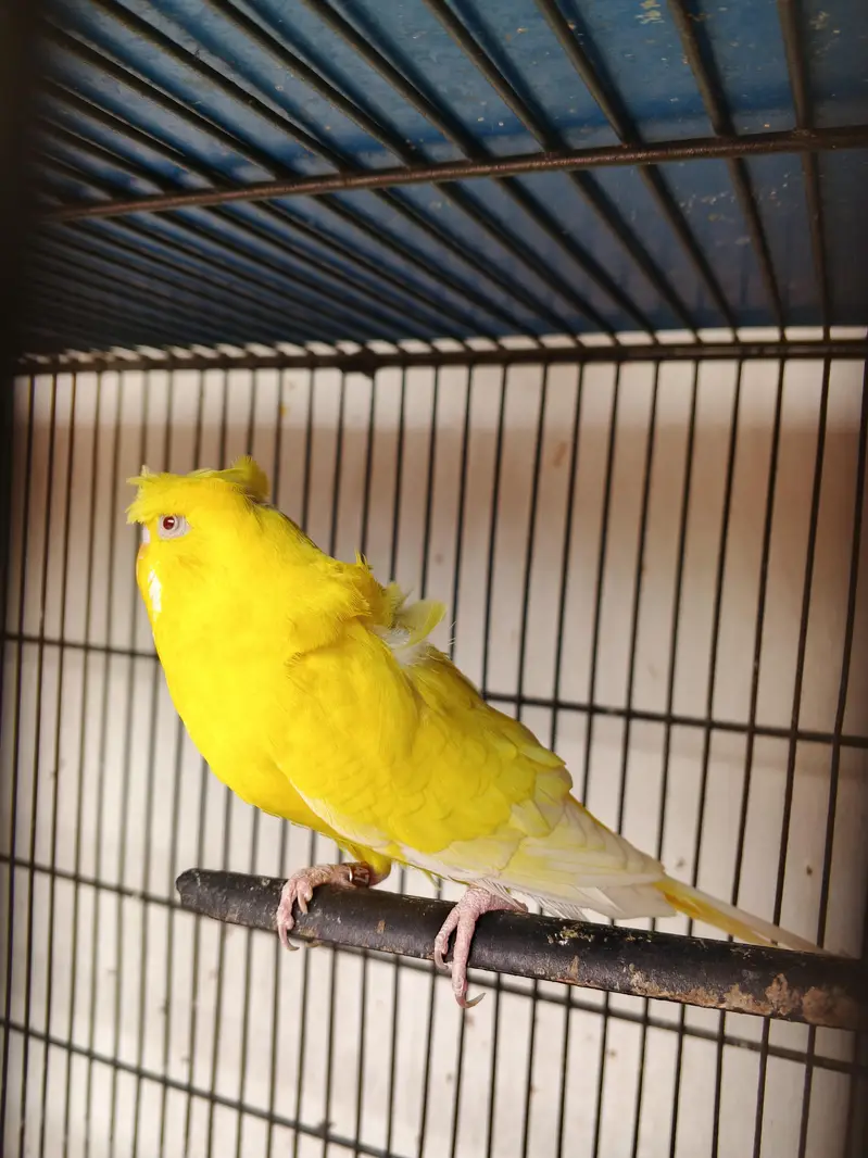 Mix lovebirds/ cocktails / conure / ringneck / hogo — photo 8