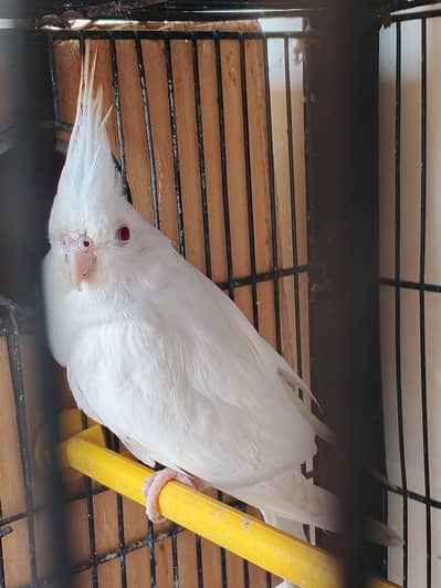 Mix lovebirds/ cocktails / conure / ringneck / hogo
