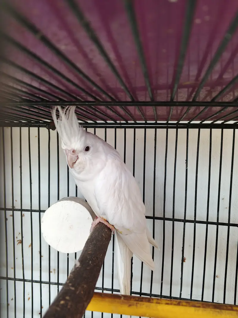Mix lovebirds/ cocktails / conure / ringneck / hogo — photo 9