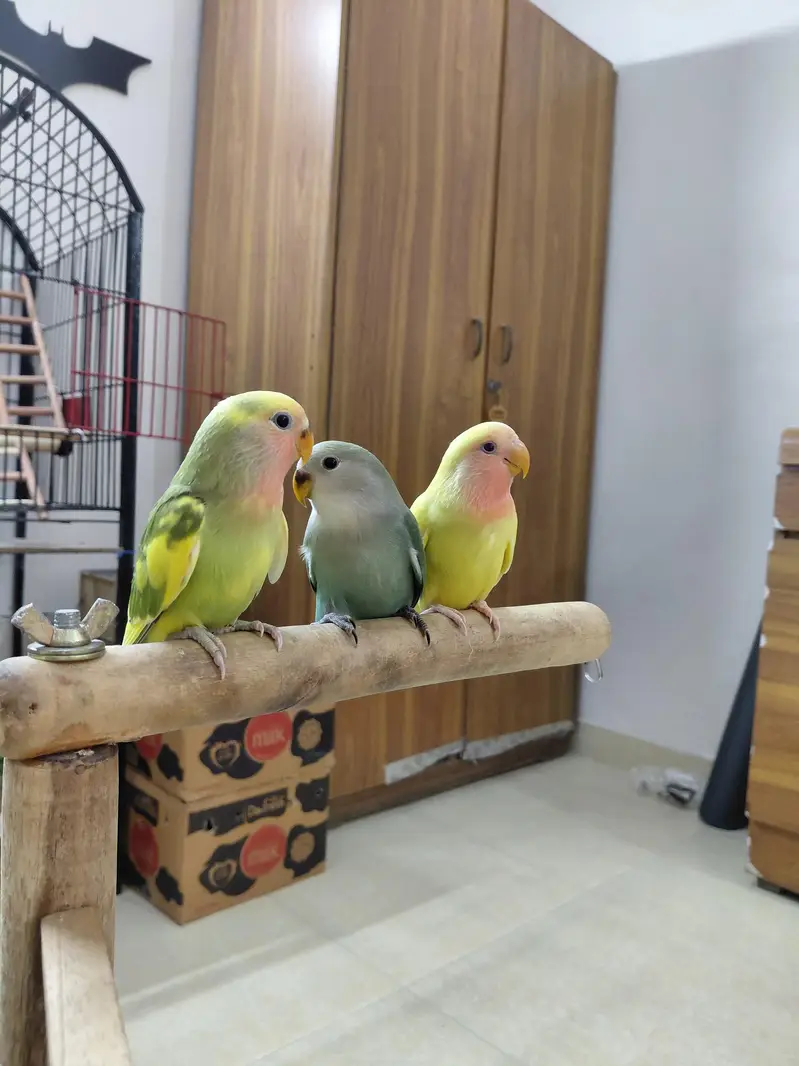 Hand tamed Fly tamed Cocktails and Talking love birds — photo 2