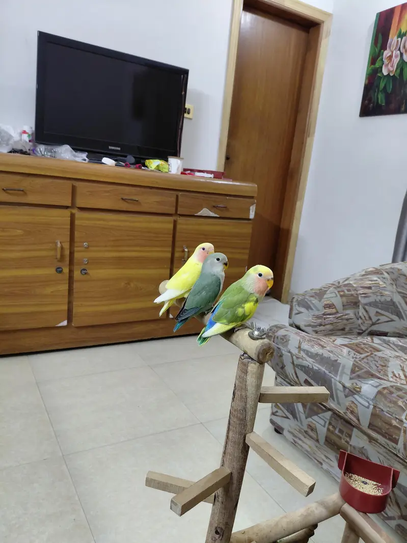 Hand tamed Fly tamed Cocktails and Talking love birds — photo 3