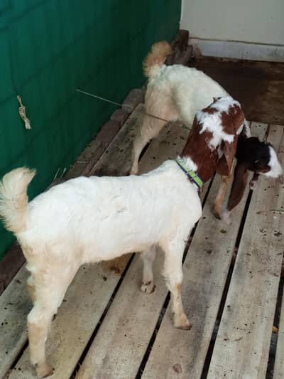 bakra for sale