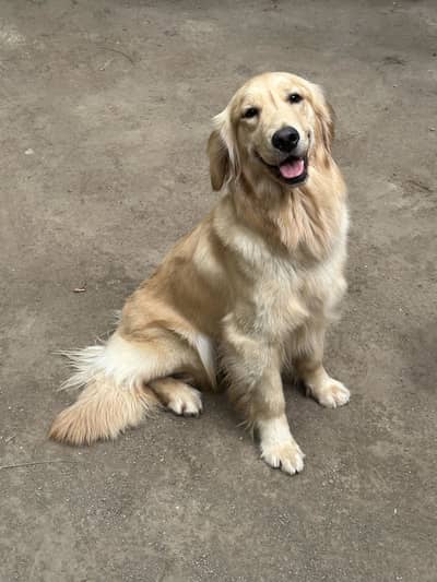 Golden Retriever - KCP Pedigree - 35% off