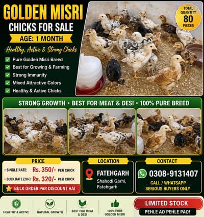 chicks, golden misri, desi chicks, poultry, birds sale