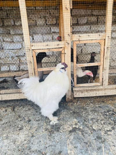 Silkie Breeder Male