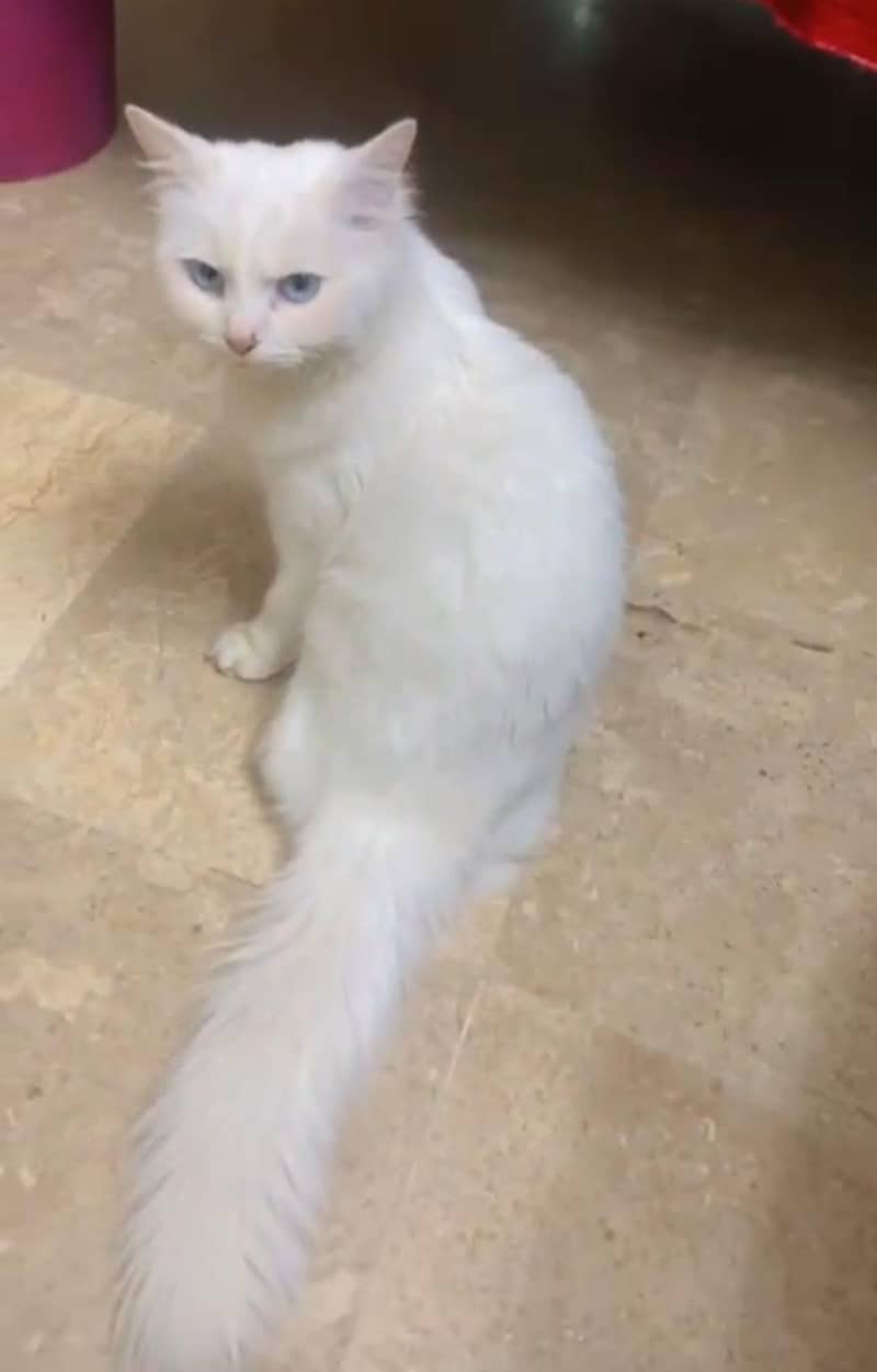 persion cat 0
