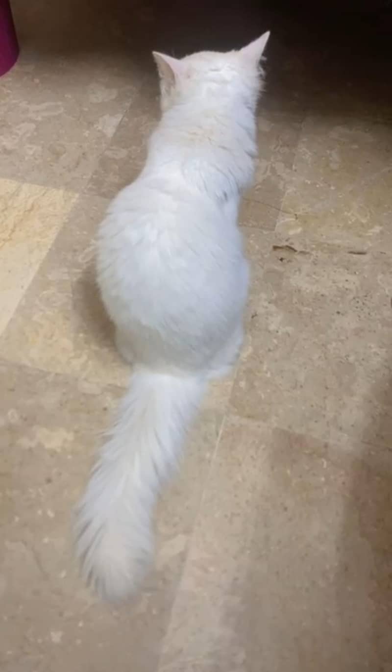 persion cat 1