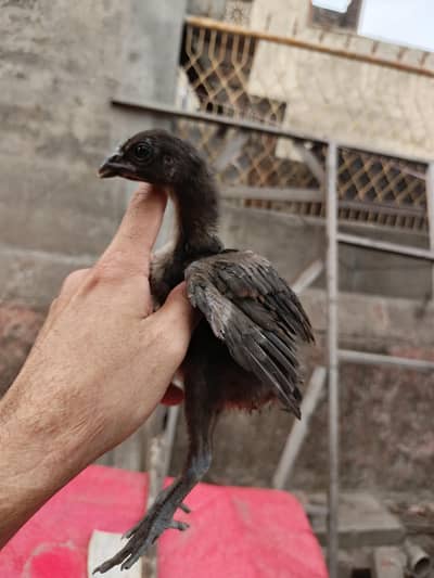 burmi pokeya only chicks dragon chicks available