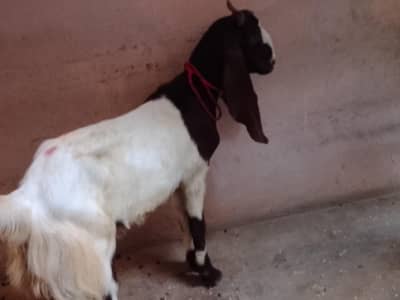 khassi 2 daant 03131165314