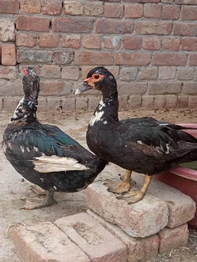 hybrid mug ducks