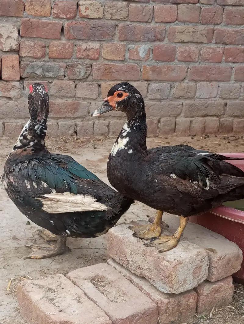 hybrid mug ducks