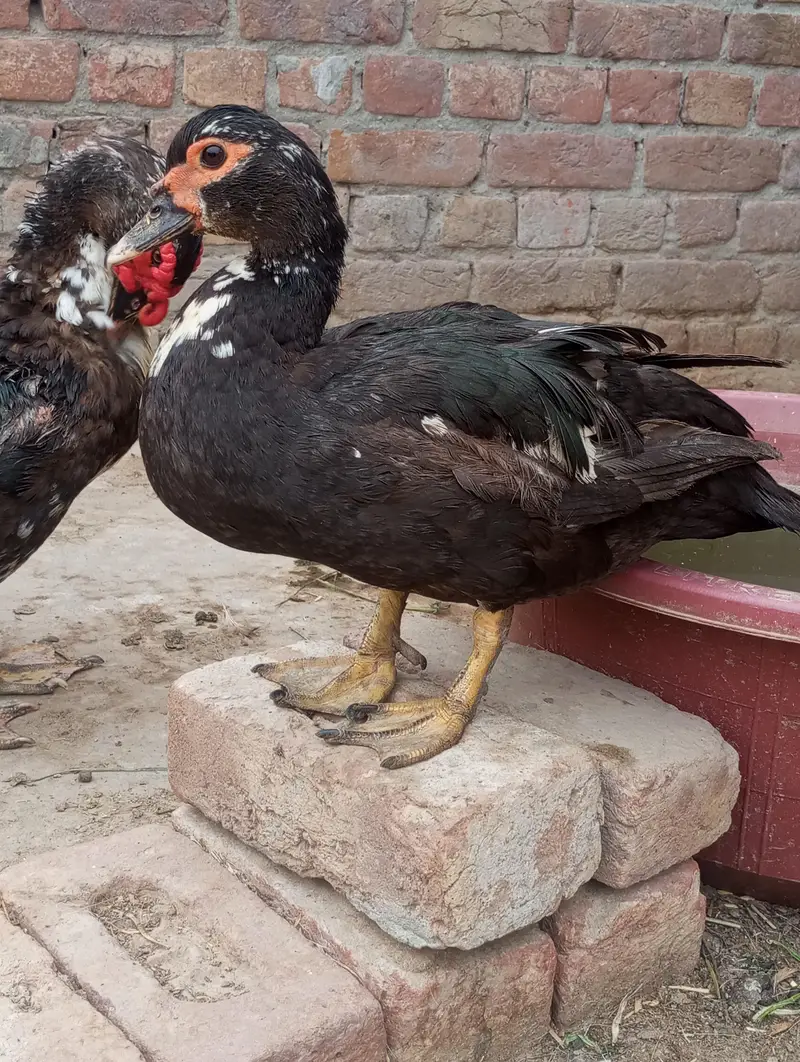 hybrid mug ducks — photo 2