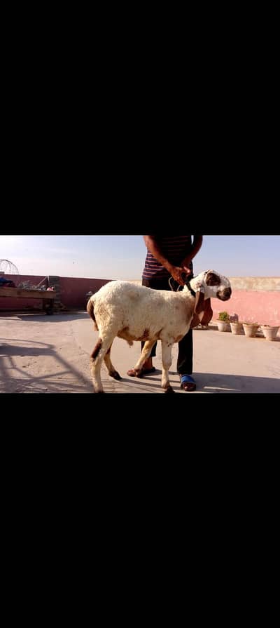 bakray and dumbay for qurbani