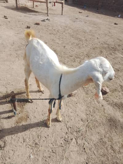 village fresh Bakra delivery karachi